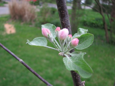 20070502_flowers_in_the_yard_07.JPG