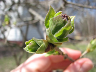 20080407_spring_flowers_buds_19.JPG