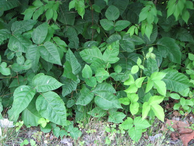 20060707_woods_poisonivy_139.JPG