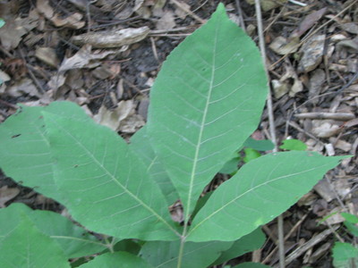 20060707_woods_poisonivy_120.JPG