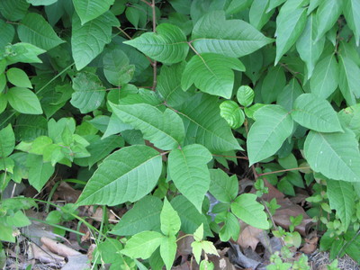 20060707_woods_poisonivy_148.JPG