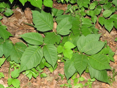 20060707_woods_poisonivy_156.JPG