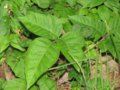 20060707_woods_poisonivy_144.JPG