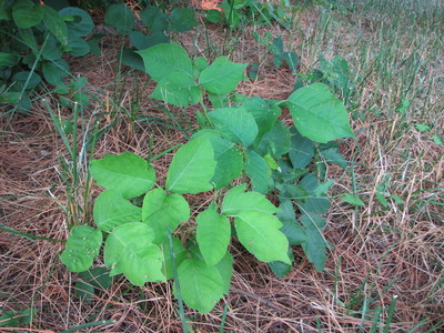 20060707_woods_poisonivy_112.JPG