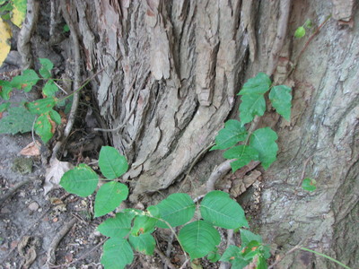 20060707_woods_poisonivy_129.JPG