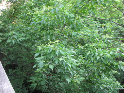 20060707_woods_poisonivy_130.JPG