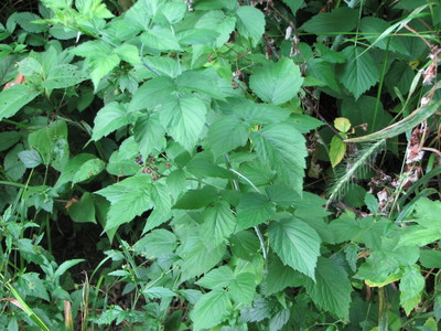 20060707_woods_poisonivy_135.JPG