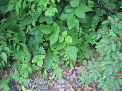 20060707_woods_poisonivy_136.JPG