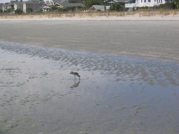 20060224_beach_hilton_head_11.JPG