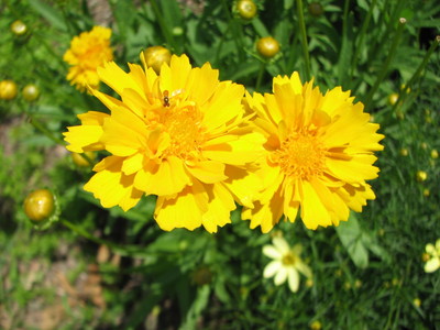 20080612_flowers_04.JPG